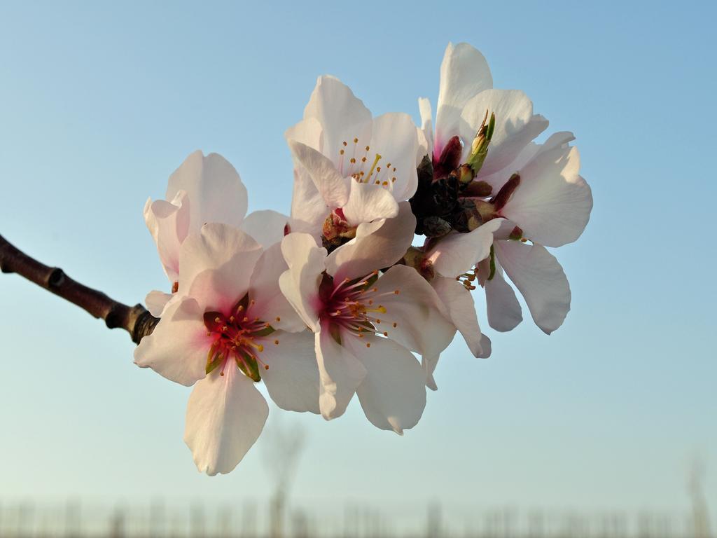 Hofgarten Rosa Ilbesheim bei Landau in der Pfalz Eksteriør bilde